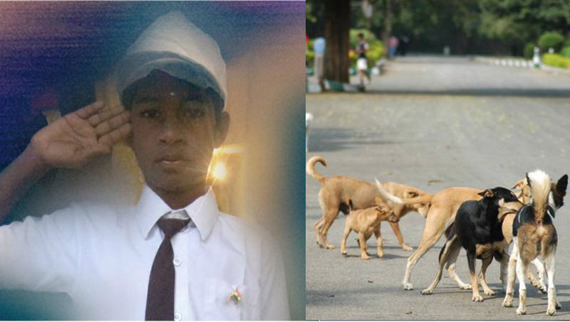 Bengaluru boy dies following attack by stray dogs